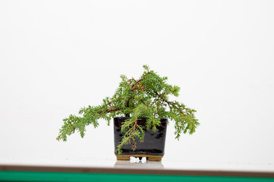 Juniper -Juniperus - Bonsai Starter