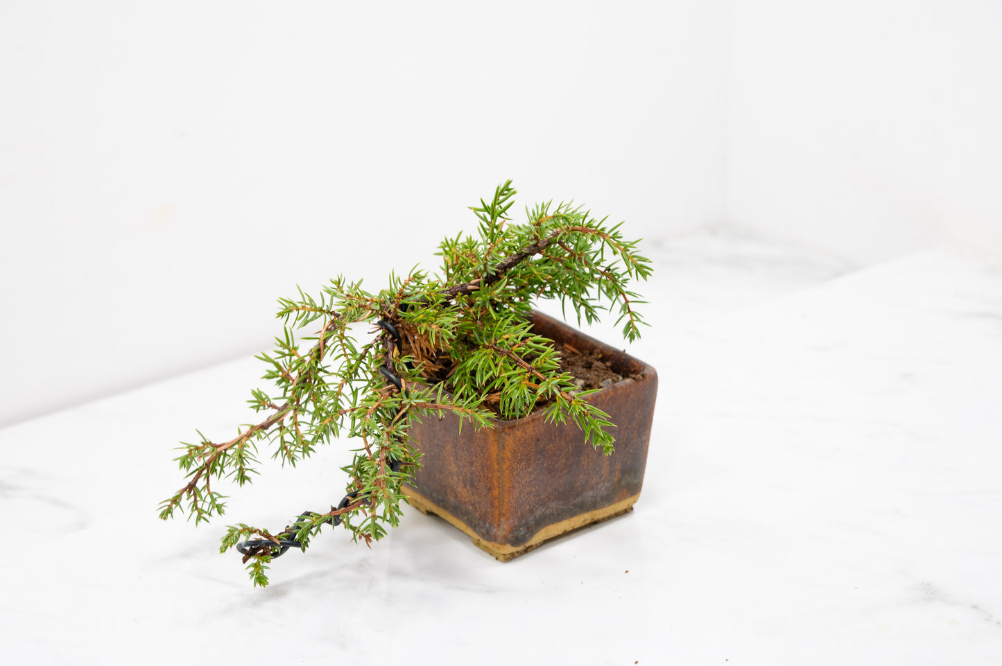 Juniper -Juniperus