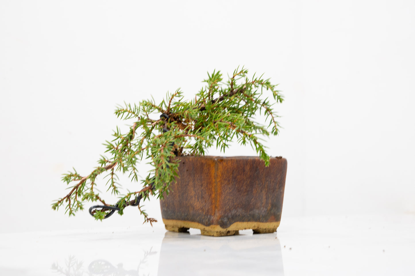 Juniper -Juniperus