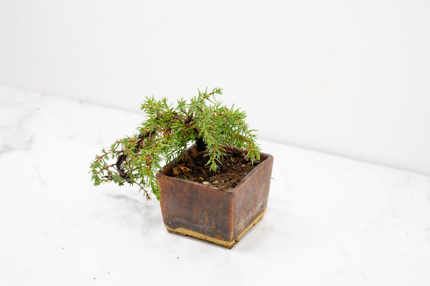 Juniper -Juniperus