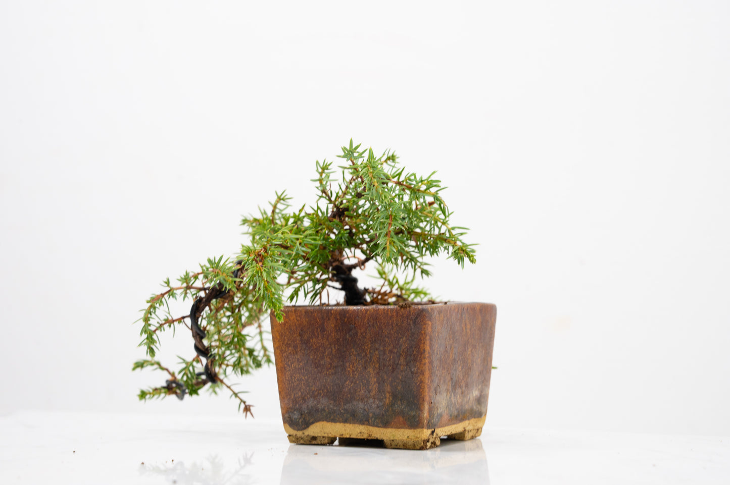 Juniper -Juniperus