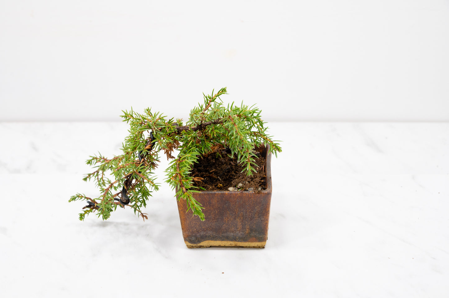 Juniper -Juniperus
