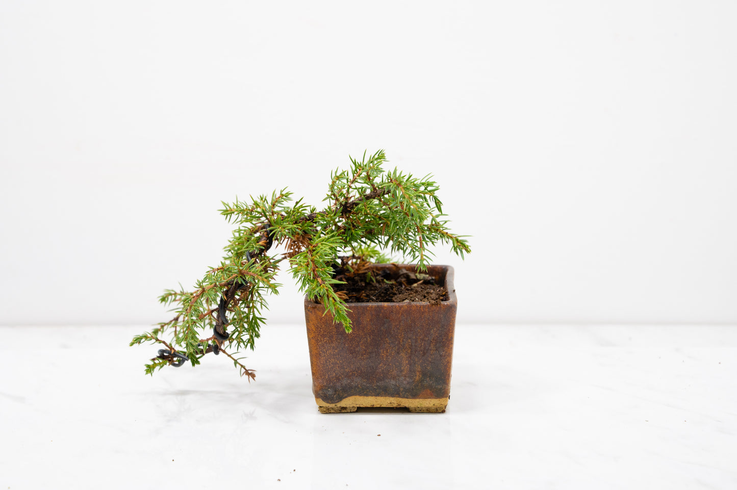 Juniper -Juniperus