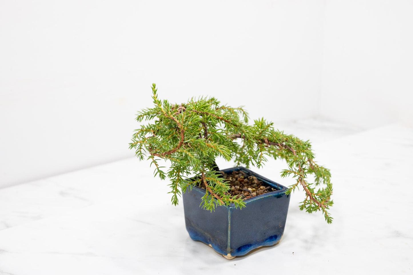 Juniper -Juniperus - Bonsai Starter -  Cube Pot