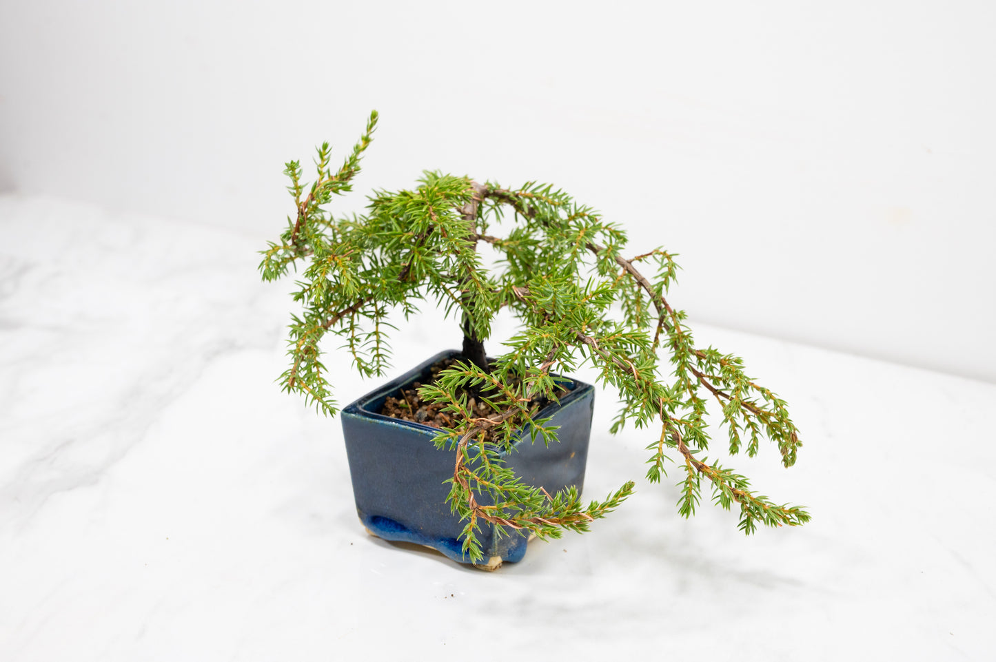 Juniper -Juniperus - Bonsai Starter -  Cube Pot