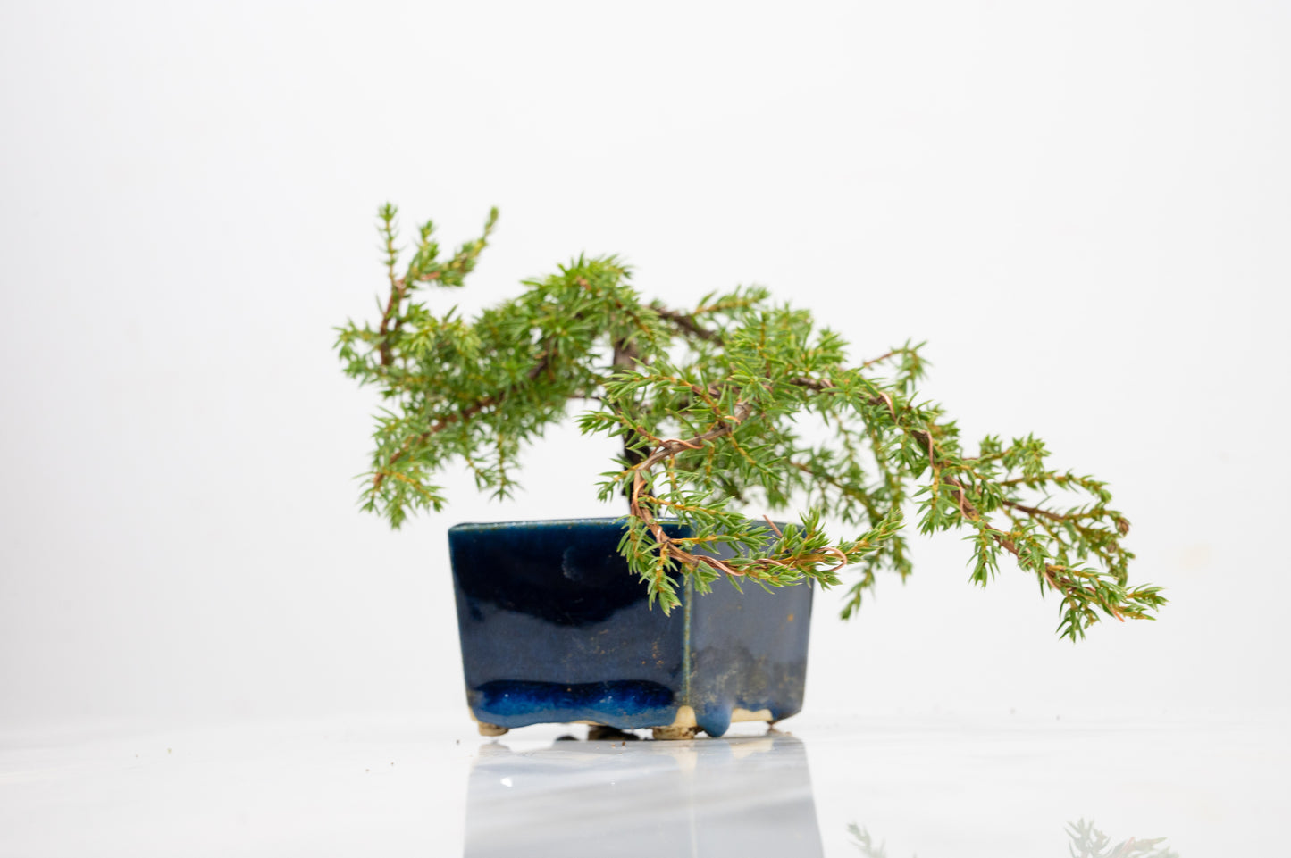 Juniper -Juniperus - Bonsai Starter -  Cube Pot