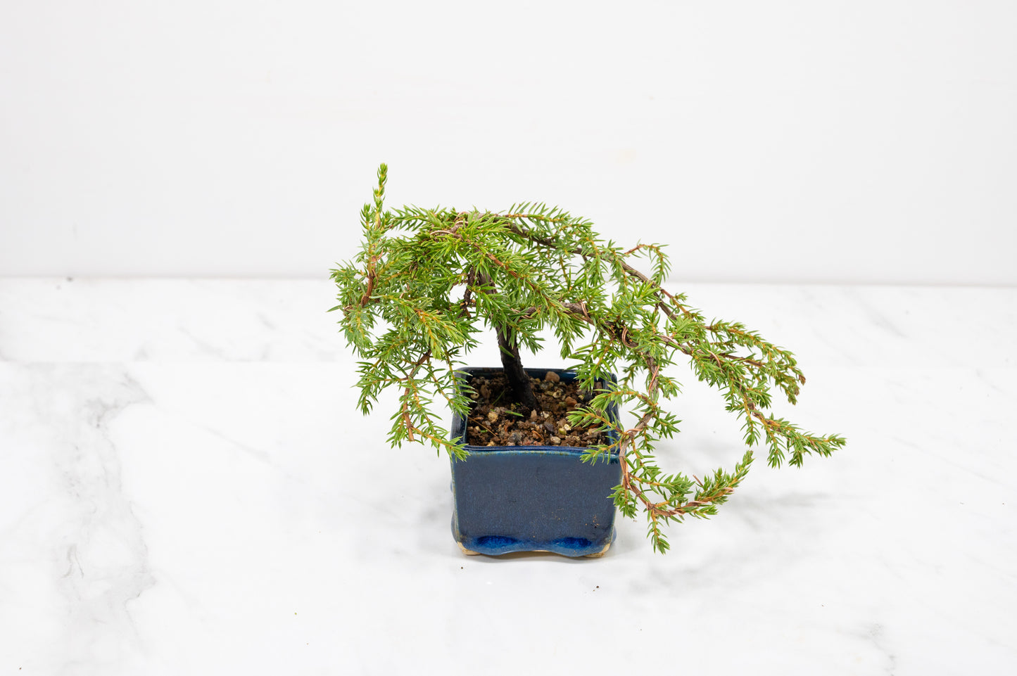 Juniper -Juniperus - Bonsai Starter -  Cube Pot