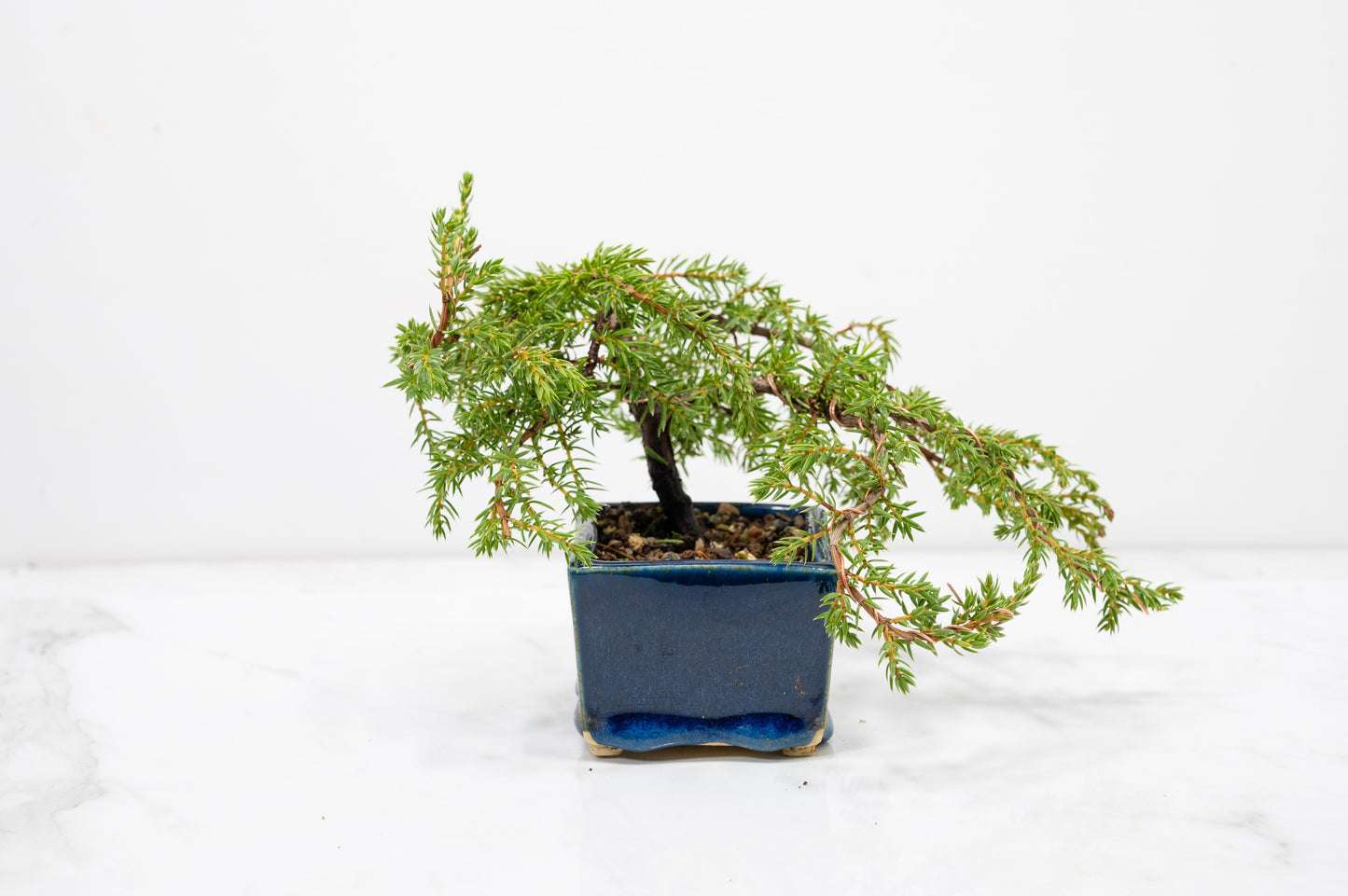 Juniper -Juniperus - Bonsai Starter -  Cube Pot