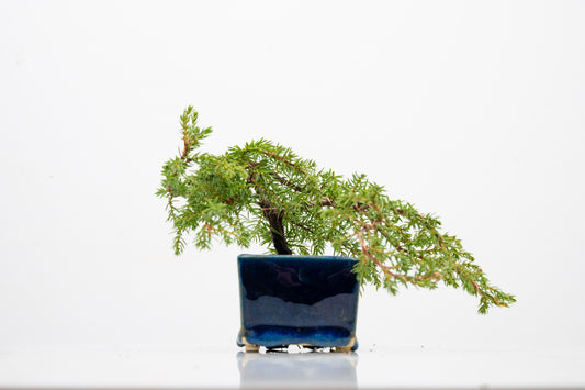 Juniper -Juniperus - Bonsai Starter -  Cube Pot