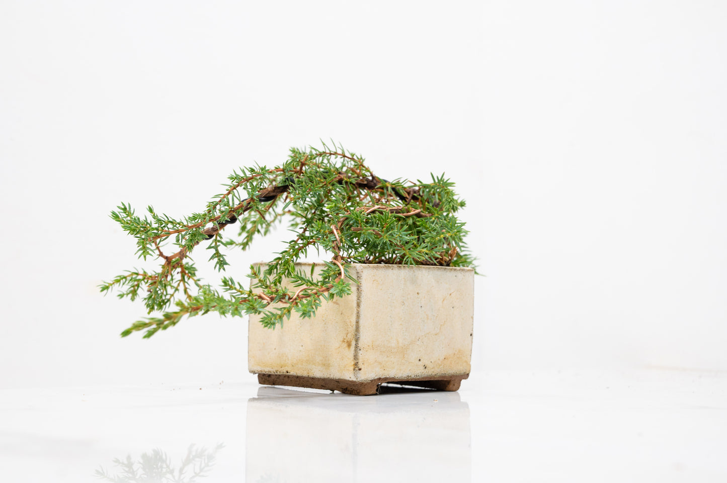 Juniper -Juniperus - Bonsai Starter - Rustic Cube Pot