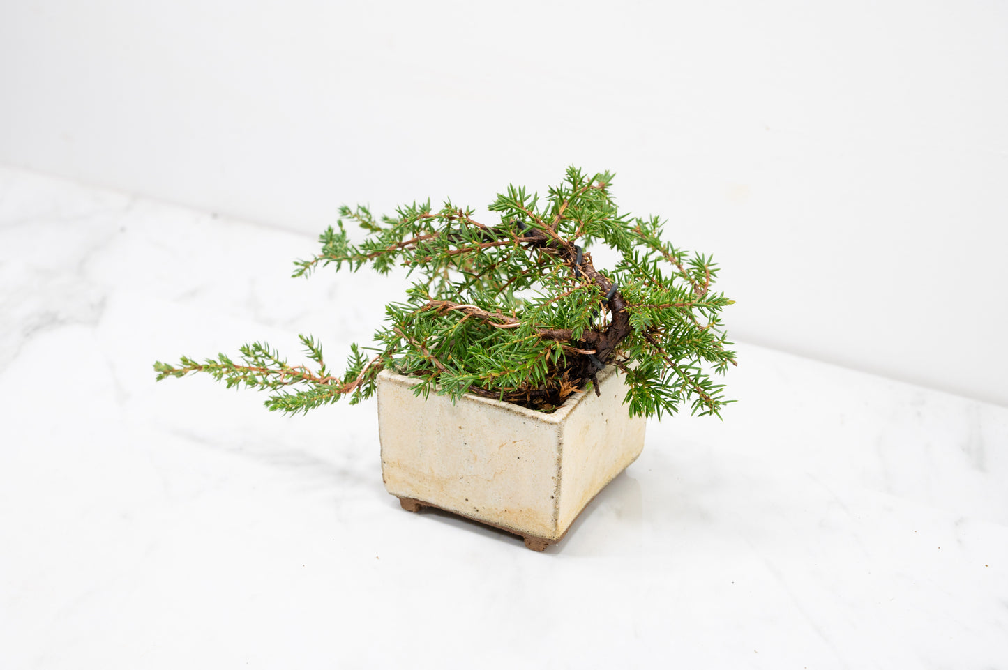 Juniper -Juniperus - Bonsai Starter - Rustic Cube Pot
