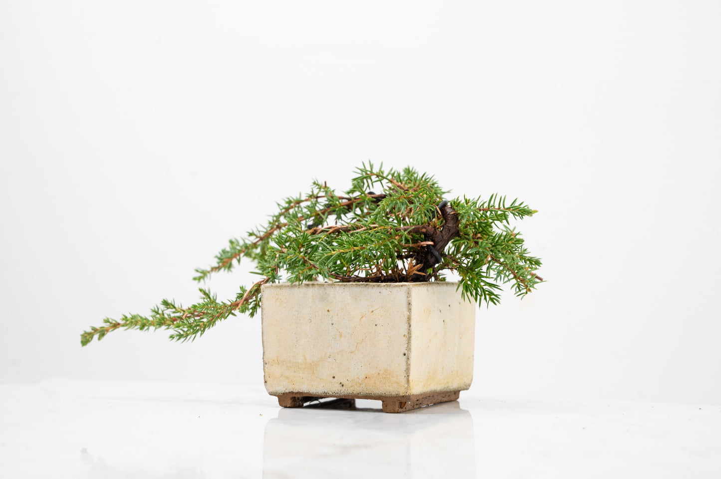 Juniper -Juniperus - Bonsai Starter - Rustic Cube Pot