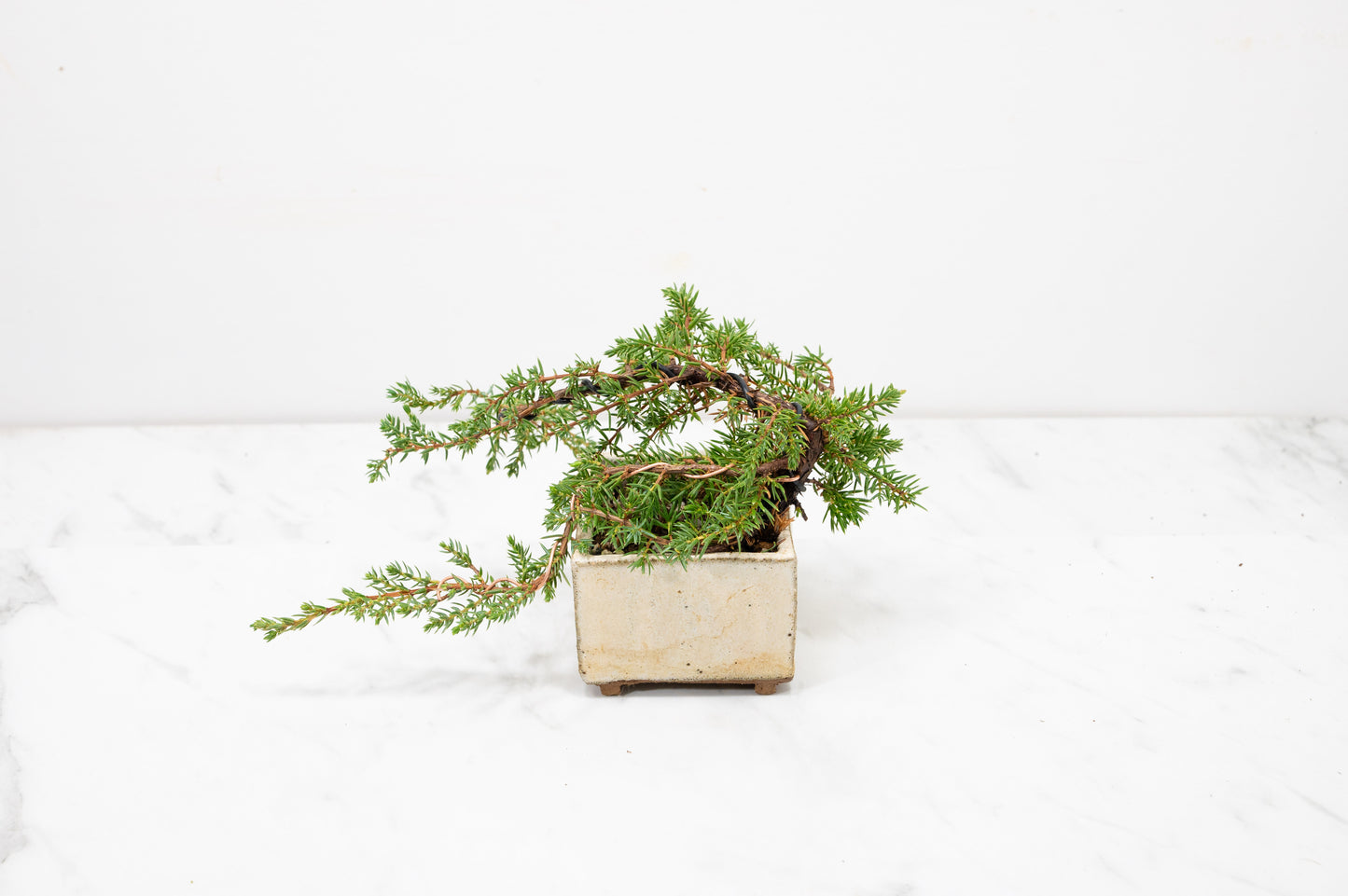 Juniper -Juniperus - Bonsai Starter - Rustic Cube Pot