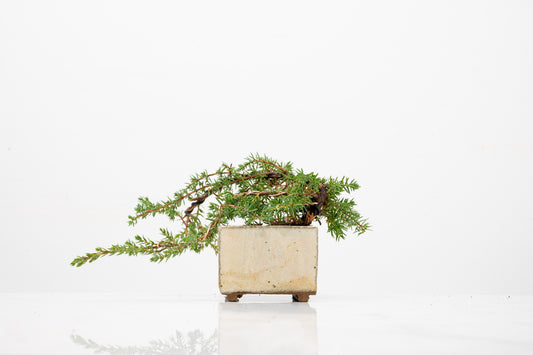 Juniper -Juniperus - Bonsai Starter - Rustic Cube Pot