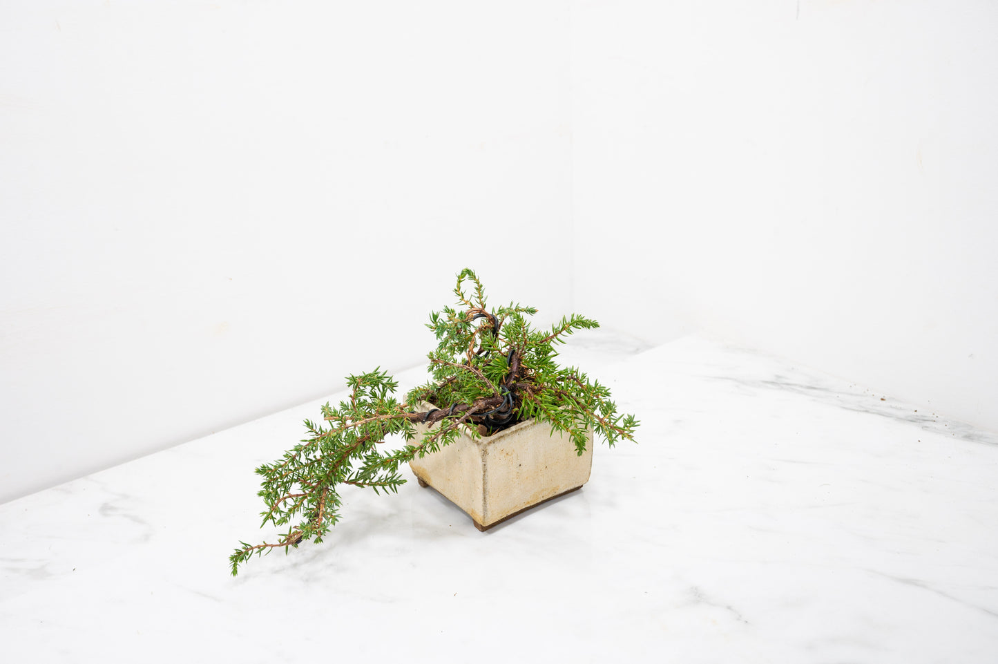 Juniper -Juniperus - Bonsai Starter - Rustic Cube Pot