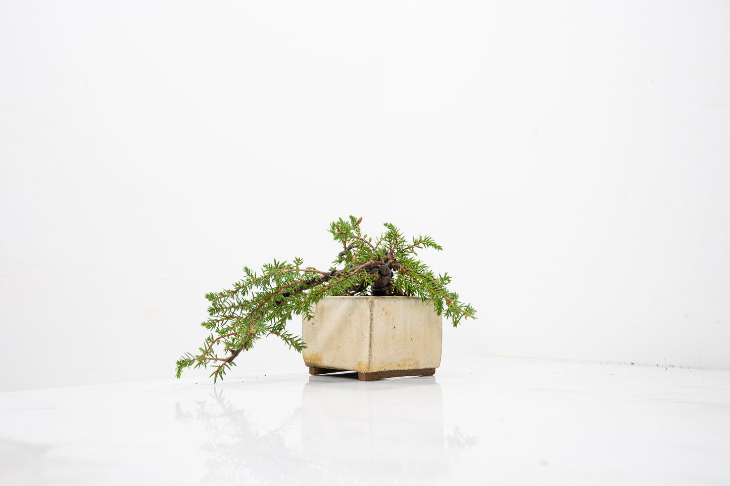 Juniper -Juniperus - Bonsai Starter - Rustic Cube Pot