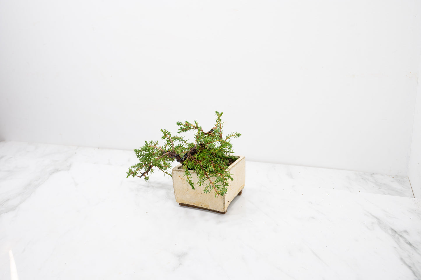 Juniper -Juniperus - Bonsai Starter - Rustic Cube Pot