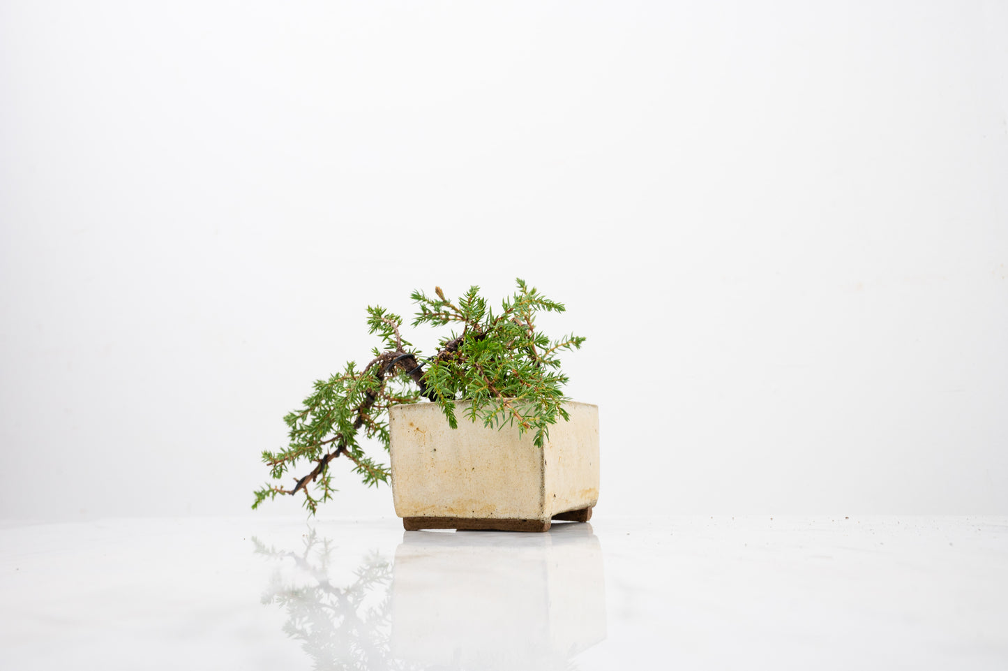 Juniper -Juniperus - Bonsai Starter - Rustic Cube Pot
