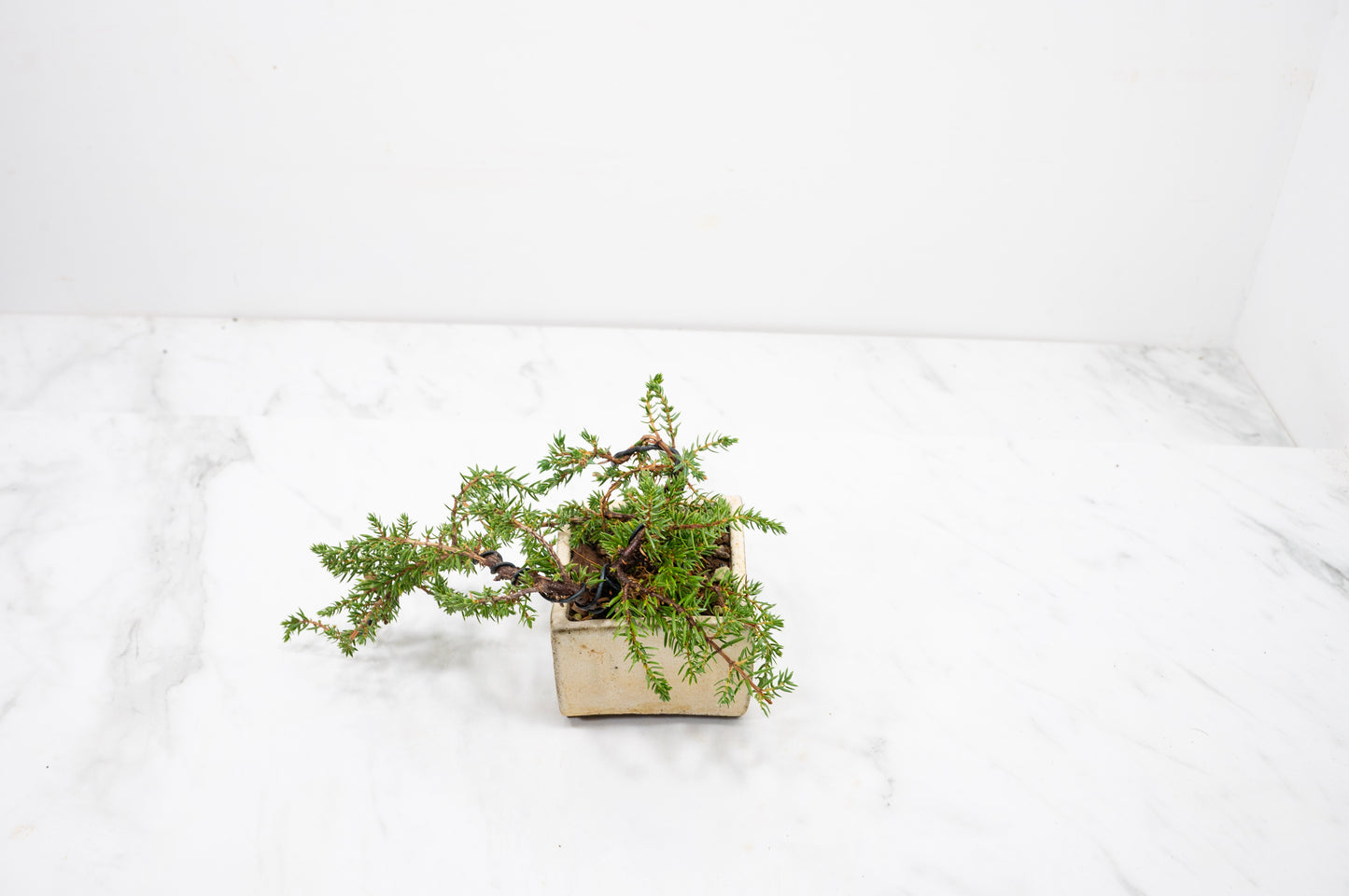 Juniper -Juniperus - Bonsai Starter - Rustic Cube Pot