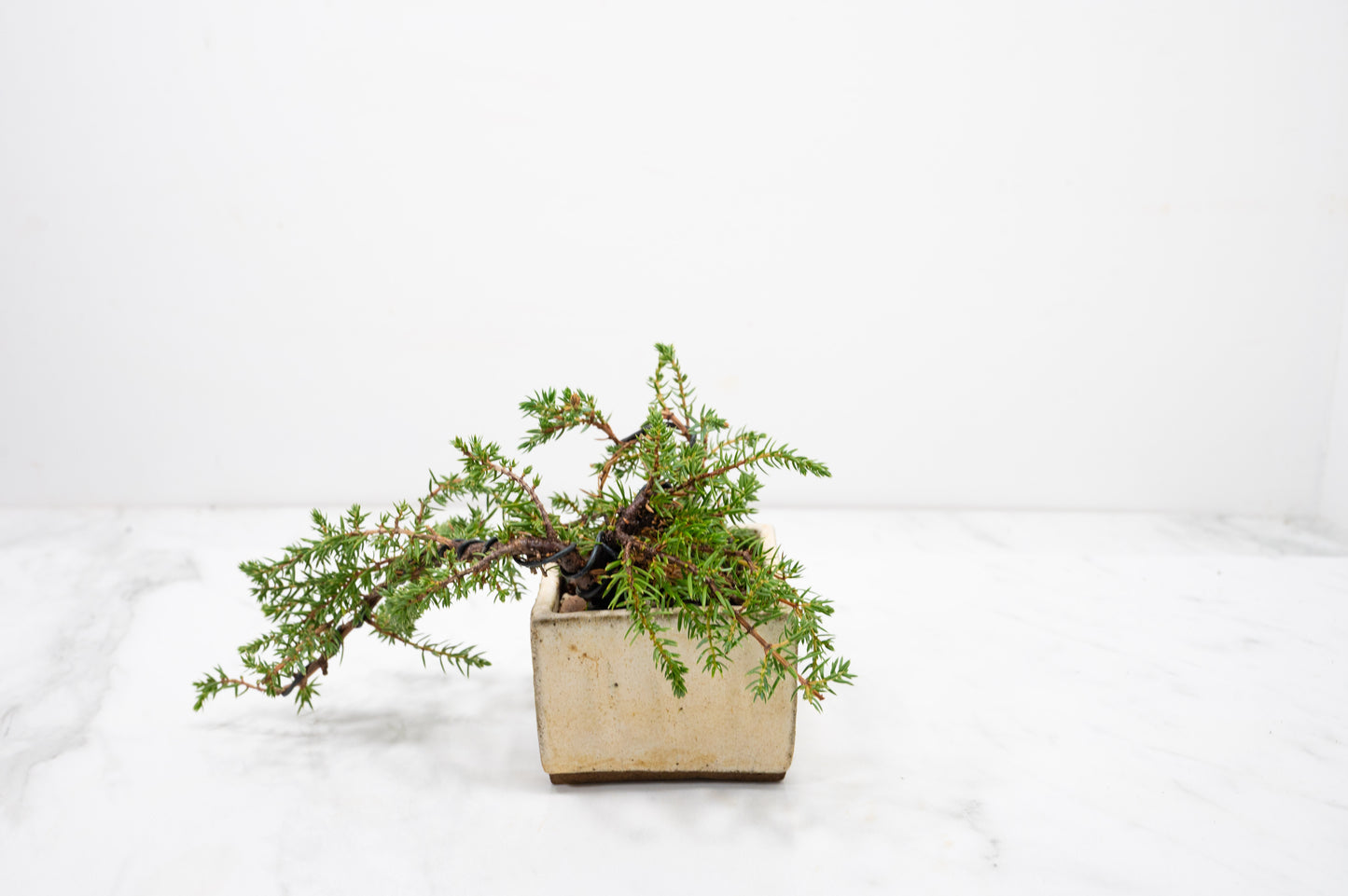 Juniper -Juniperus - Bonsai Starter - Rustic Cube Pot