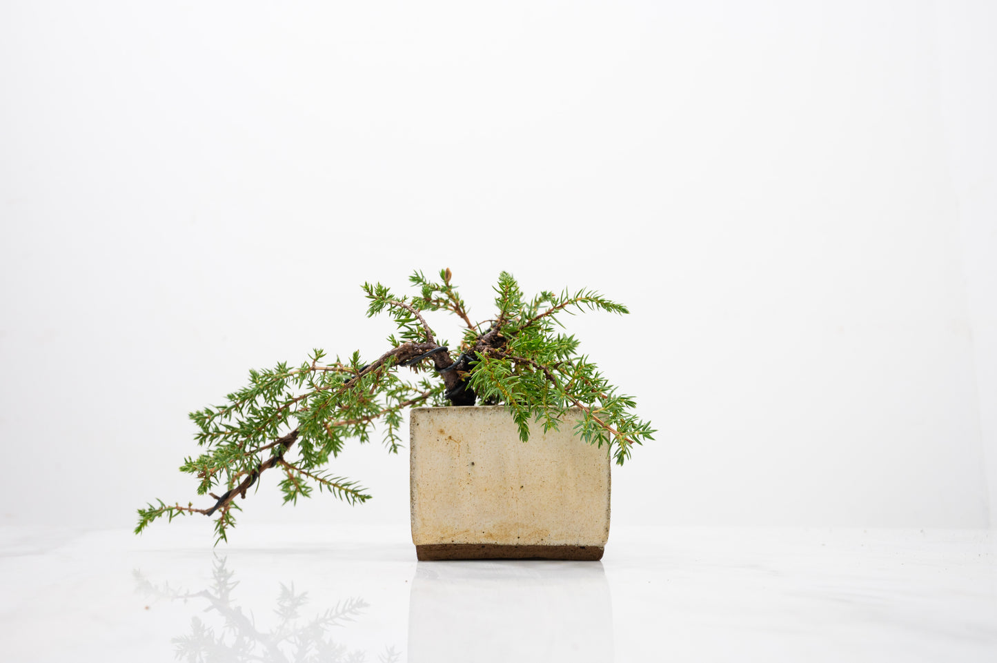 Juniper -Juniperus - Bonsai Starter - Rustic Cube Pot