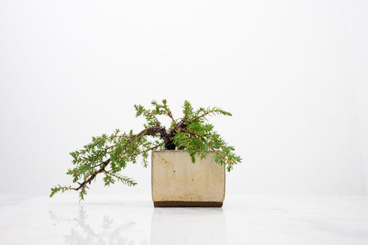 Juniper -Juniperus - Bonsai Starter - Rustic Cube Pot