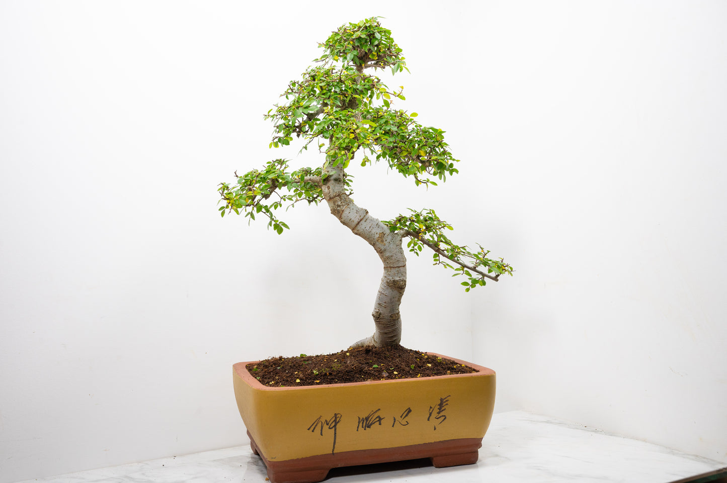 Large Chinese Elm Bonsai in 35cm Chinese Yellow Ceramic Pot