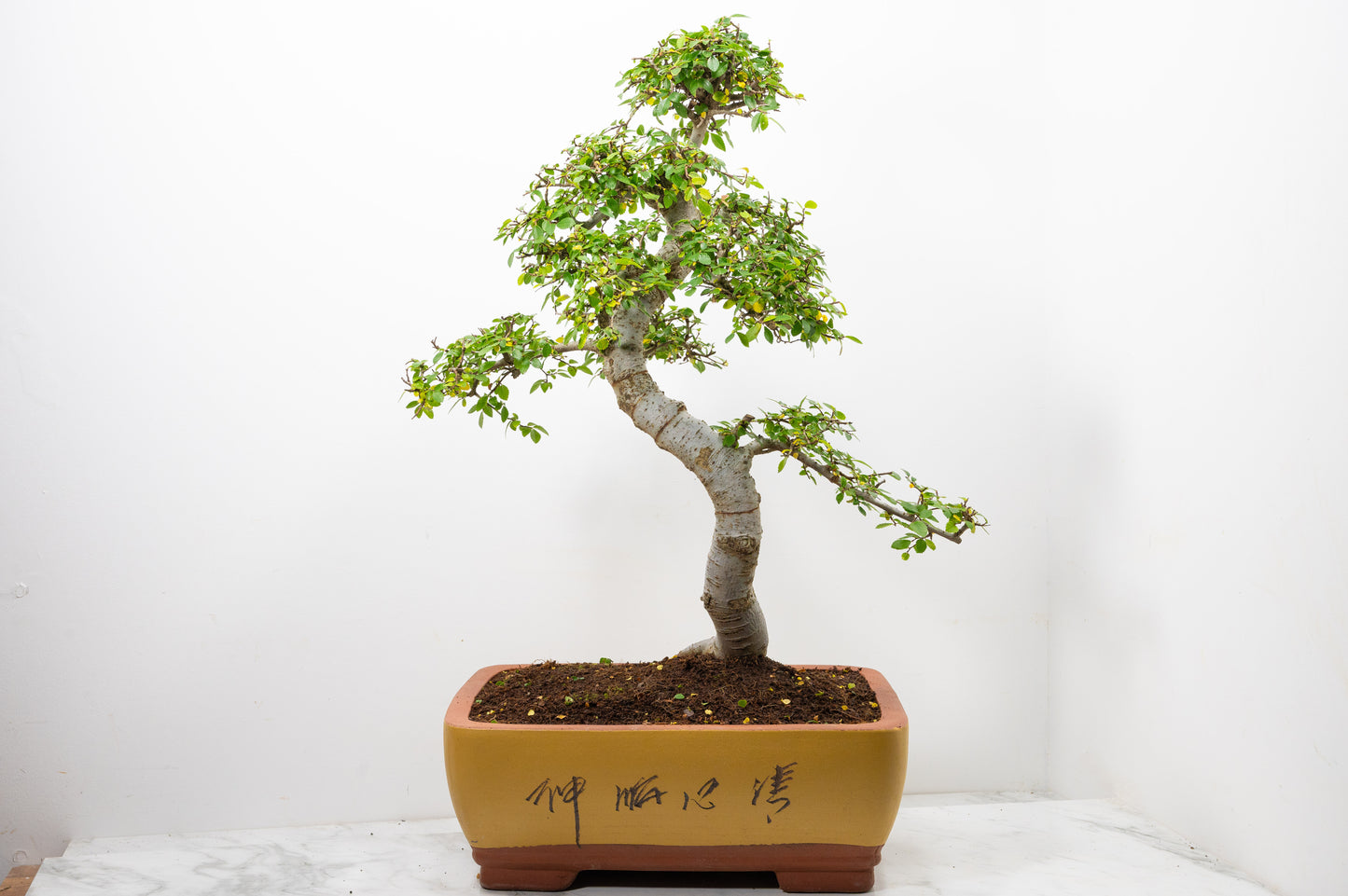Large Chinese Elm Bonsai in 35cm Chinese Yellow Ceramic Pot