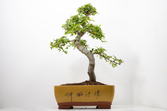 Large Chinese Elm Bonsai in 35cm Chinese Yellow Ceramic Pot