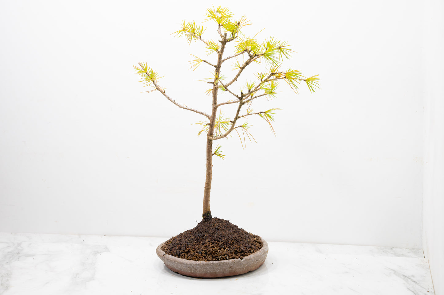 Deodar Cedar Starter Bonsai