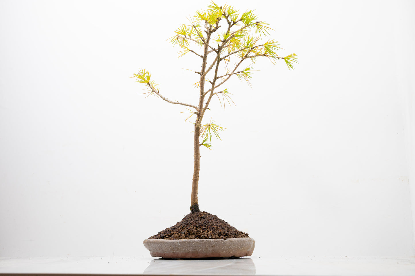 Deodar Cedar Starter Bonsai