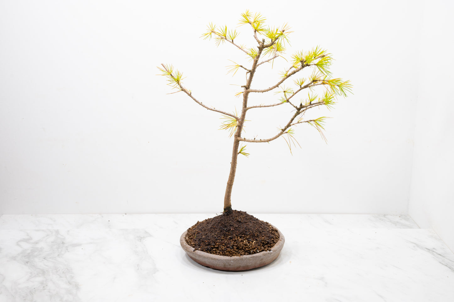 Deodar Cedar Starter Bonsai