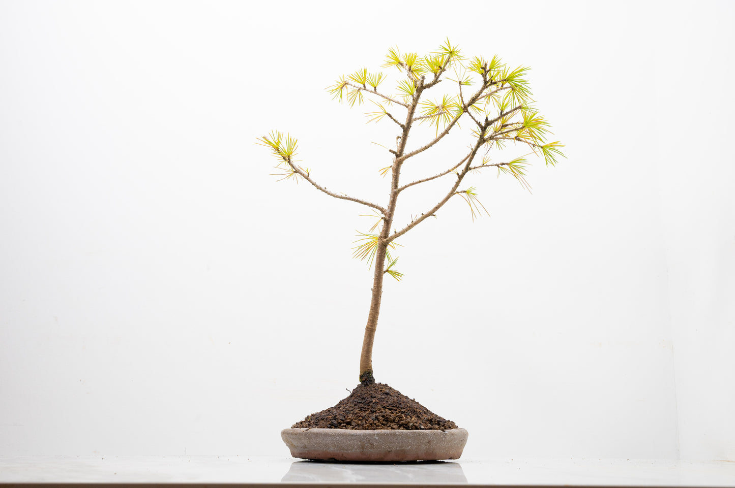 Deodar Cedar Starter Bonsai
