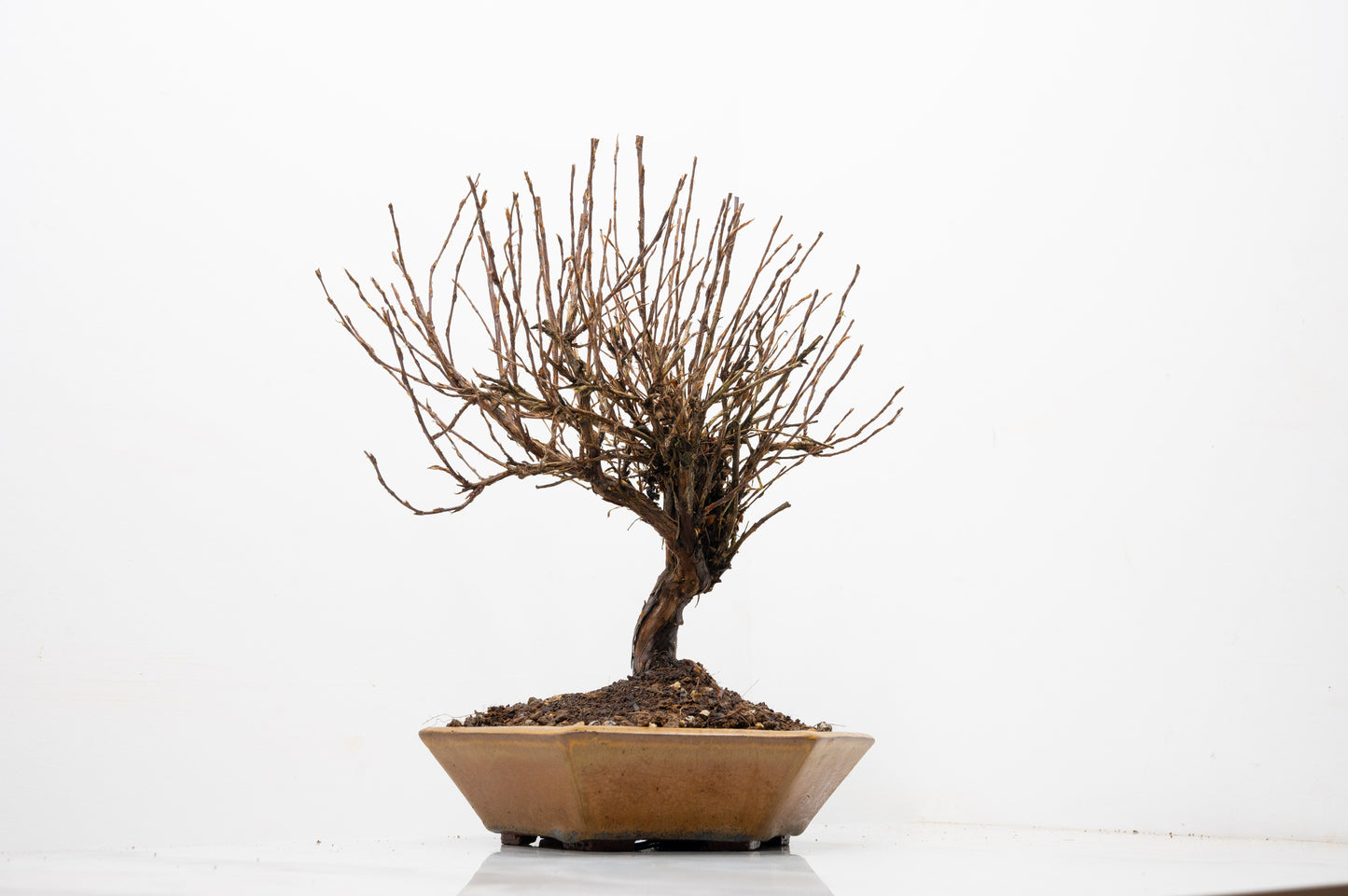 Potentilla Flowering  Bonsai