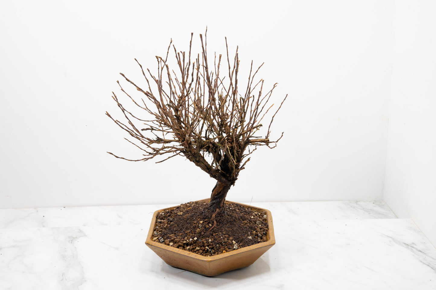 Potentilla Flowering  Bonsai