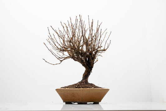 Potentilla Flowering  Bonsai