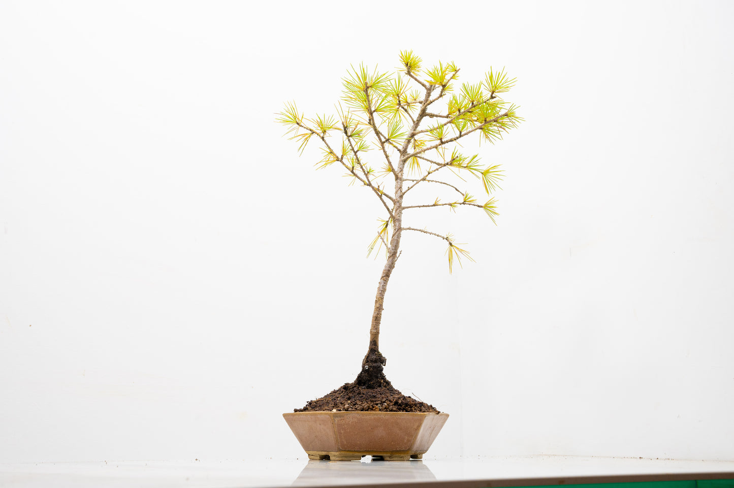 Deodar Cedar  Bonsai