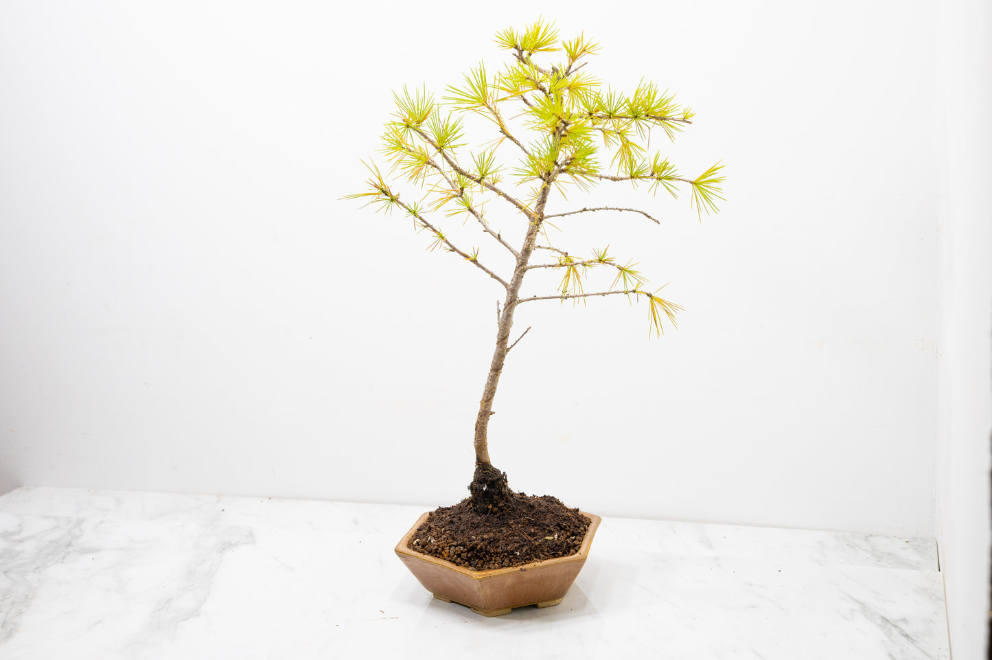 Deodar Cedar  Bonsai