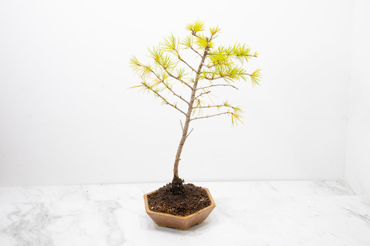 Deodar Cedar  Bonsai