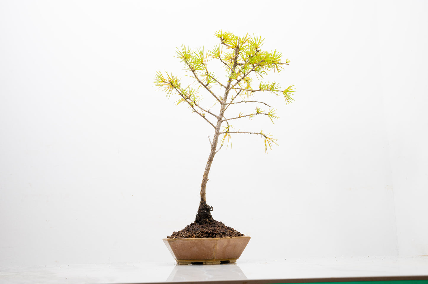 Deodar Cedar  Bonsai