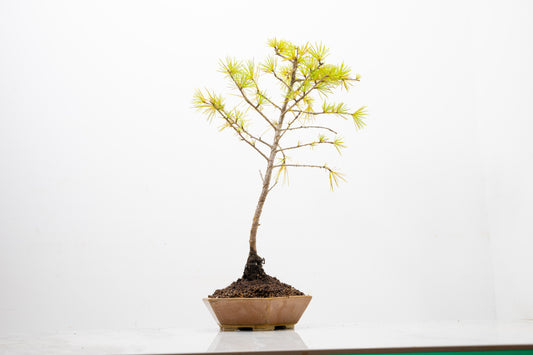 Deodar Cedar  Bonsai
