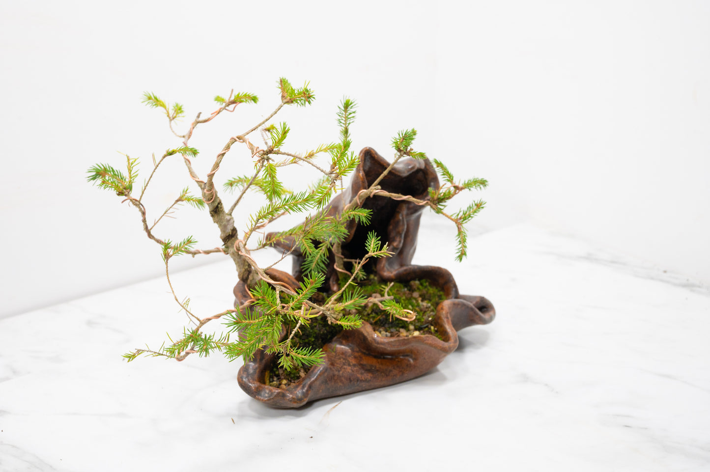 Spruce Bonsai a  Ceramic Ember Brown Abstract