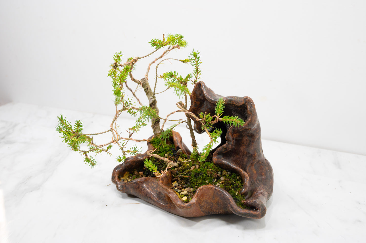 Spruce Bonsai a  Ceramic Ember Brown Abstract
