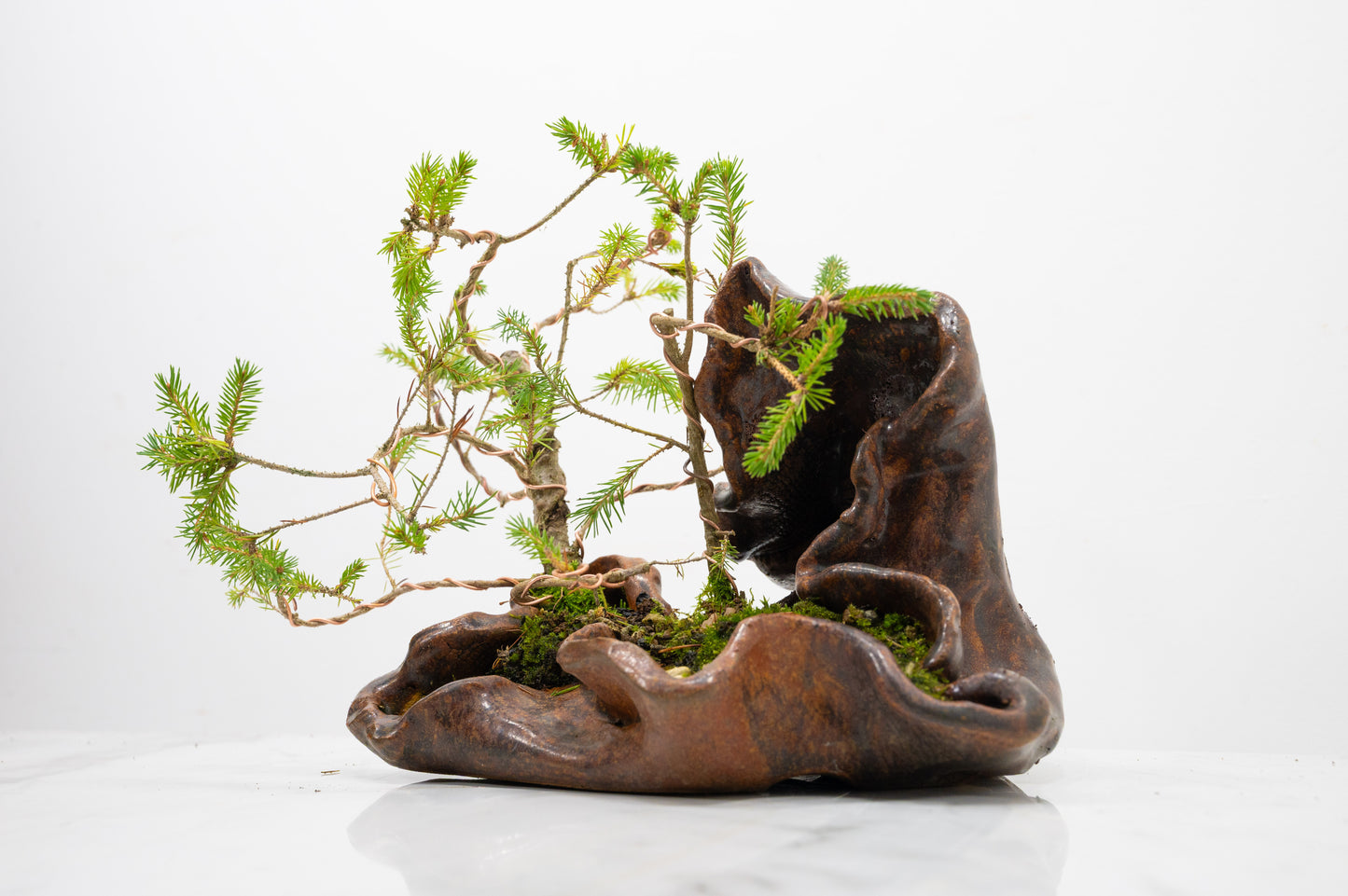 Spruce Bonsai a  Ceramic Ember Brown Abstract