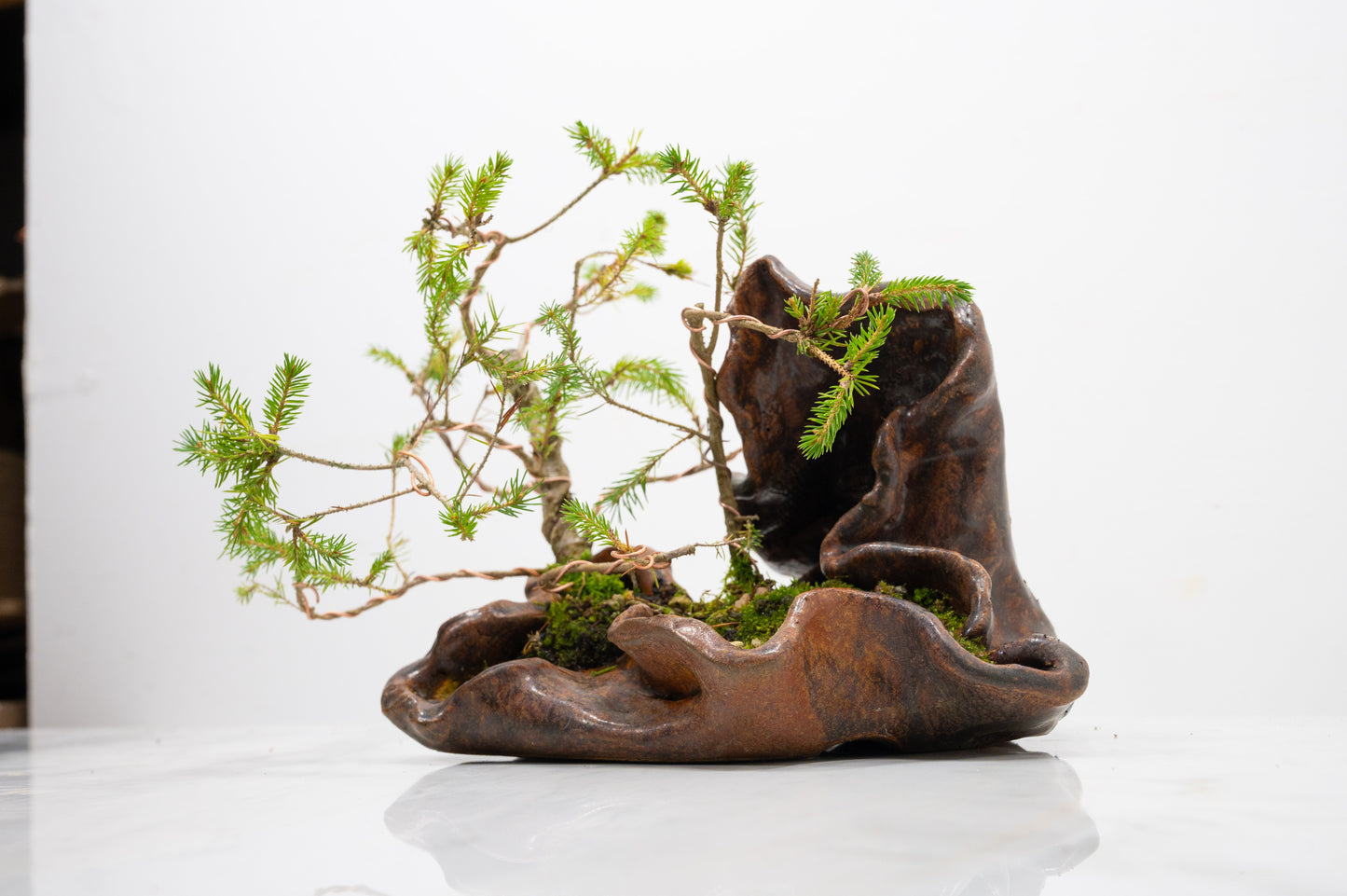 Spruce Bonsai a  Ceramic Ember Brown Abstract