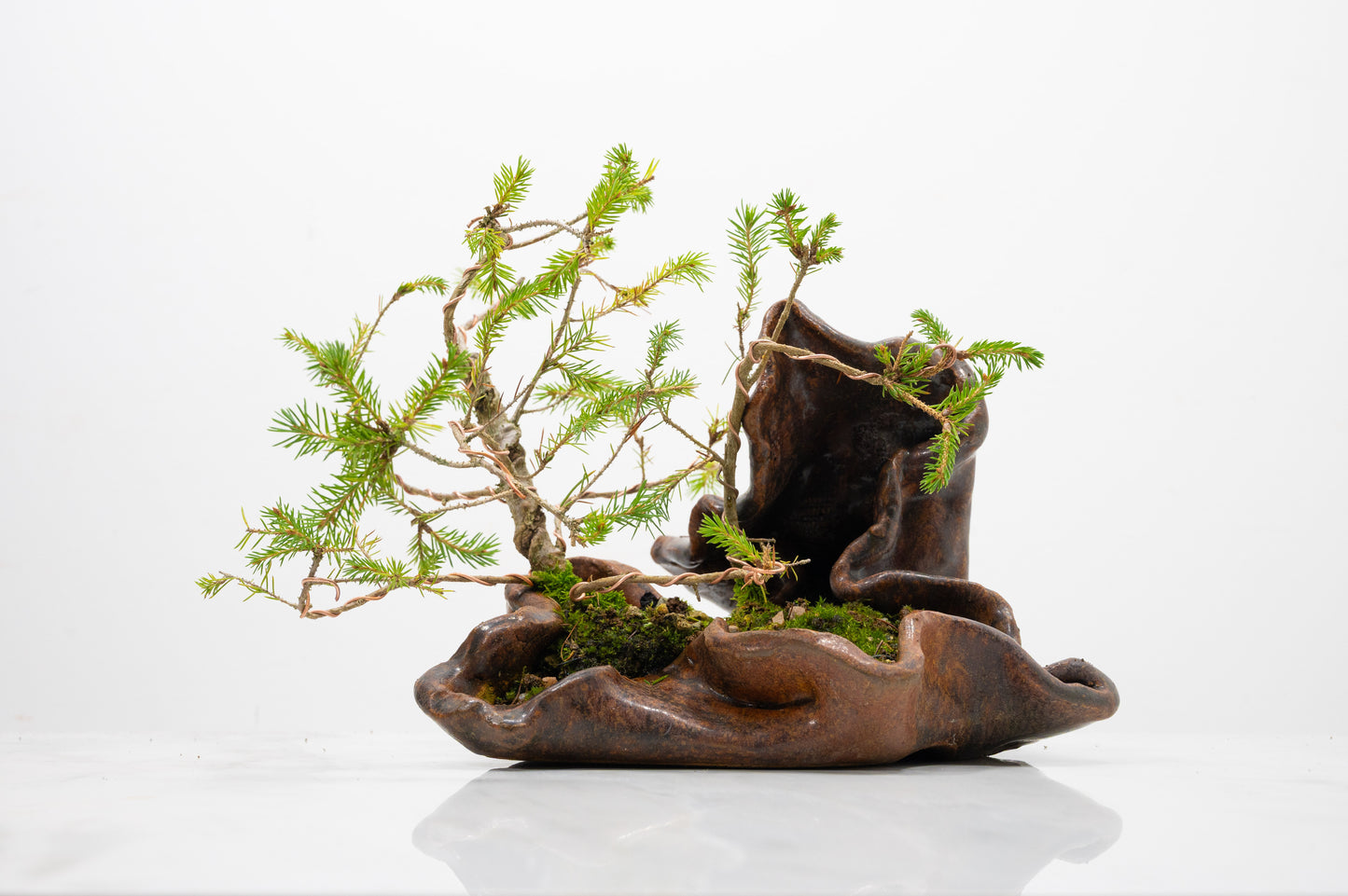 Spruce Bonsai a  Ceramic Ember Brown Abstract