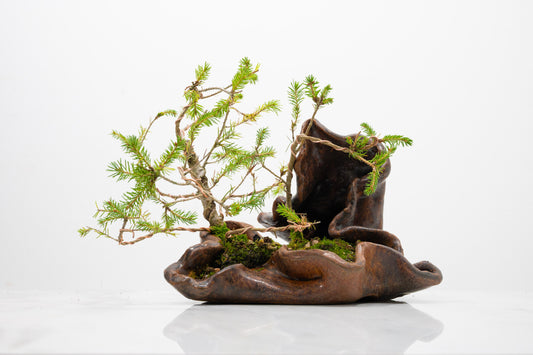Spruce Bonsai a  Ceramic Ember Brown Abstract