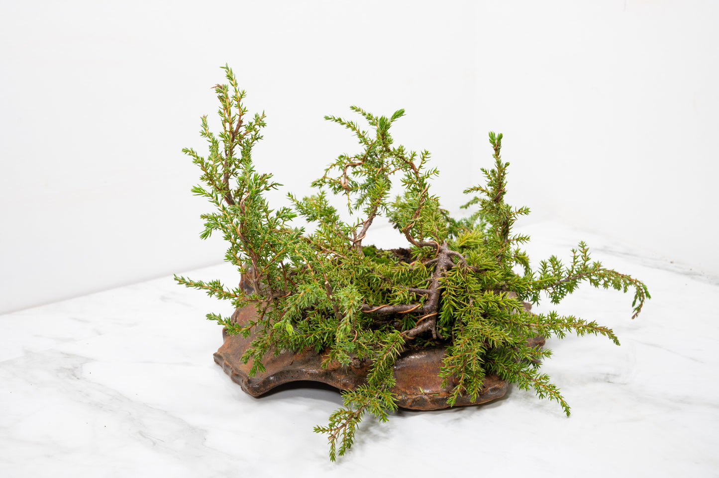 Juniper -Juniperus communis - Bonsai  - 28cm Abstract Ember Brown Vessel