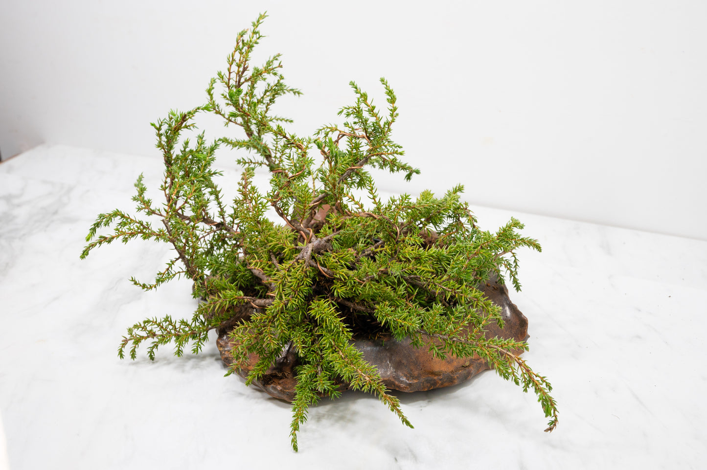 Juniper -Juniperus communis - Bonsai  - 28cm Abstract Ember Brown Vessel