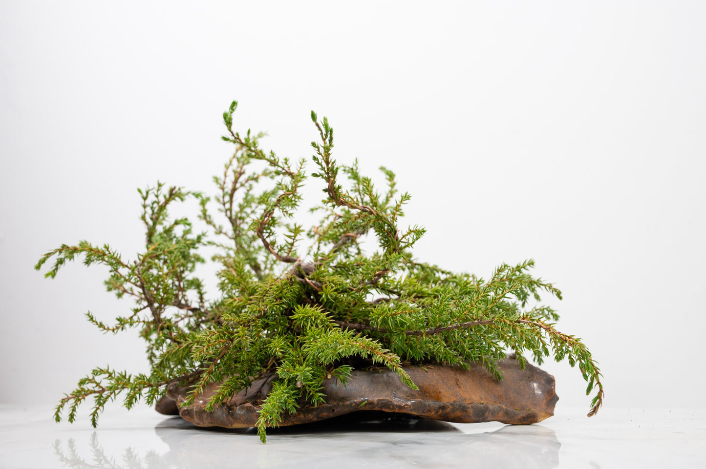 Juniper -Juniperus communis - Bonsai  - 28cm Abstract Ember Brown Vessel